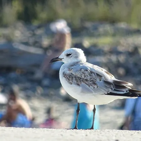 Aivazovsky Park Anchialos H14 公寓